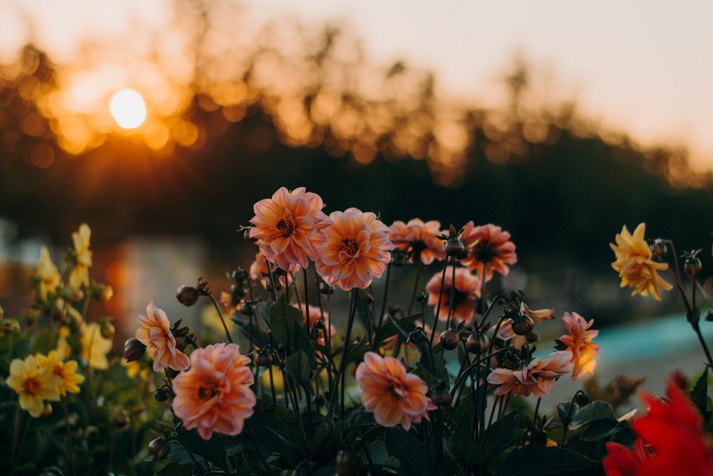 fotografía de flores de color naranja y amarillas en un prado con la puesta de sol